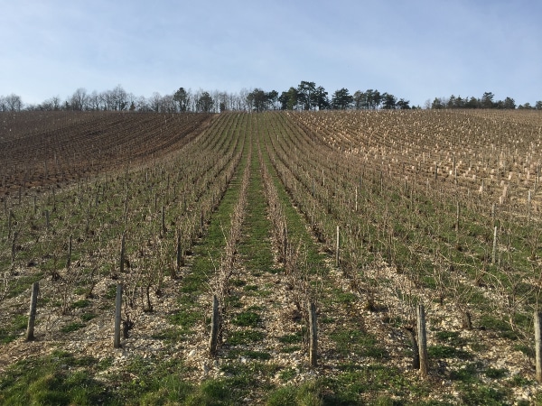 Vineyard at Champagne Dosnon -- guess who farms organically?