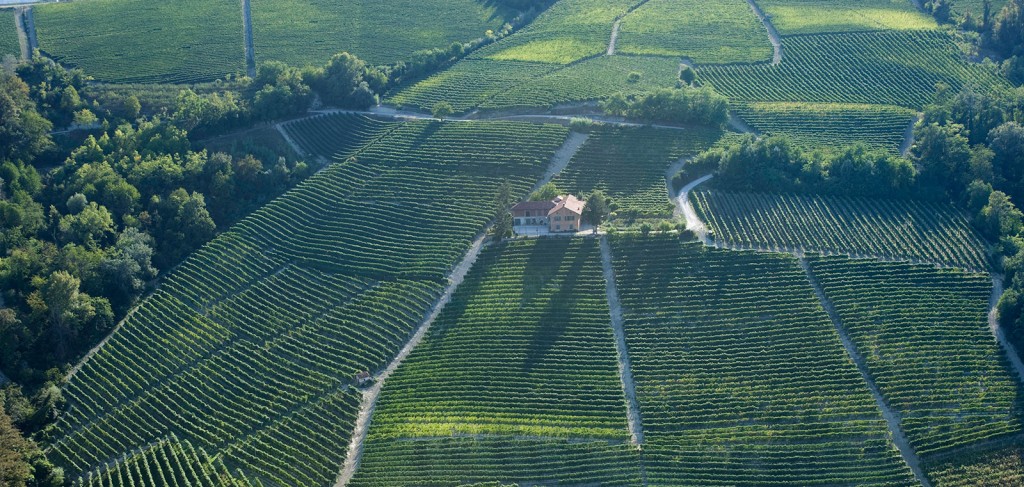 Borgogno vineyards